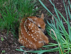 Иргэд зэрлэг амьтдын үр төлд хэт ойртох нь тэднийг стресстүүлдэг