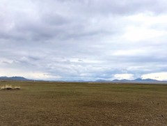 Бэлчээрийн ургамал нийт нутгийн 3 хувьд муу ургажээ 