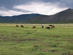 Зэрэг, Мөнххайрхан суманд бэлчээрийн ургамлын гарц сайн байна