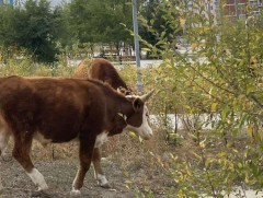 Монгол малын генийг хадгалж хамгаалах нь чухал гэж судлаачид үзэж байна