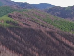 Уур амьсгалын өөрчлөлт, цөлжилтийг бууруулахын тулд шатсан ойг цэвэрлэх, нөхөн сэргээх нь чухал ба..