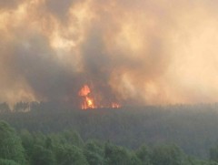 Домогт Тужийн нарс шатаж байна