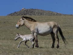 Зэрлэг адуу буюу тахь байгаа газарт бусад амьтдын тоо толгой нэмэгддэг