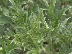 Ургамлын харшилтай хүний тоо эрс нэмэгдэж байна