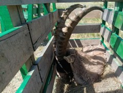 Булган ууланд дахин 21 янгир нутагшууллаа