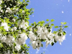 ААН-үүд эзэмшлийн талбайдаа улиас модыг арчлахгүй байгаа нь унгирал дэгдэх нэг шалтгаан болж байна