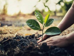 Хаан банк Төв болон Хэнтий аймагт нийт 500 га талбайд нэг сая мод тарина