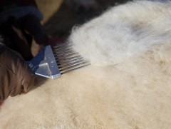 Хаврын ноолуурын 50 хувийг дотоодын үйлдвэрүүд худалдан авчээ