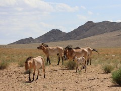 Сүүлийн 50 жилд зэрлэг амьтдын тоо толгой 73 хувиар буурчээ