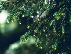 Ойрын 10 хоногт нийт нутгаар усархаг аадар бороо орно