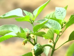 Н.Очирдарь органик бордооны шинэ технологийг гарган авчээ