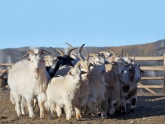 Дөргөн сумын малчид ямаа сааж, айраг исгэн цагаан идээ бэлтгэдэг