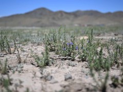 Түгээмэл тархацтай ашигт малтмалын ашиглалтын улмаас эвдэрсэн Биокомбинат орчмын 66 га талбайг нөх..