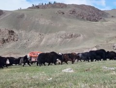 Хотон угсаатнууд далайн төвшнөөс дээш 3500 метрийн өндөрт сарлагаар нүүдэллэн зусландаа гардаг