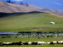 Малаа тарга хүч сайтай онд оруулж бүрэн төл авах нь эзэн хүнээс их шалтгаалдаг