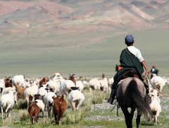 Малчны хотонд зочилж, зуслангийн байр, ямааны сүүг үнэгүй хэрэглэх боломжтой