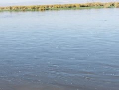 Голууд үертэй байна 