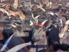 Төмөрбулаг сум ноолуурын чанараараа ховорт тооцогддог эрчим үүлдрийн хар ямаа өсгөж байна