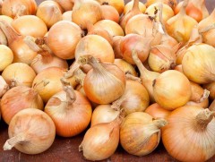 Манай улс бөөрөнхий сонгины дотоодын хэрэгцээнийхээ 50 хувийг импортоор авч байна