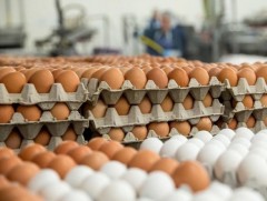 Өндөгний импорт багассан ч хомсдол үүсээгүй, үнэ тогтвортой байна