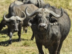 Зэрлэг үхрийг гаршуулж тэжээх нь бүтэшгүй санаархал...