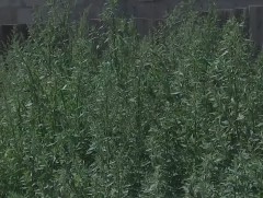 Шарилж, хөл, газрын болон хогийн ургамал ихэвчлэн 8 дугаар сард цэцэглэдэг