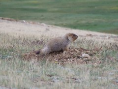 Монгол Улсын 17 аймгийн 137 сум тарваган тахлын голомттой байна