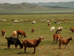 Нийт нутгийн 38 хувьд гантай болон гандуу байна