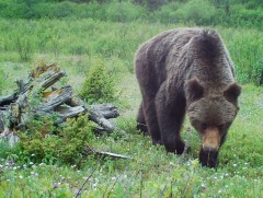 Хүрэн баавгайн тархац бүхий аймаг, сумдад амьдарч буй иргэдэд зөвлөмж, сэрэмжлүүлэг хүргэж байна 