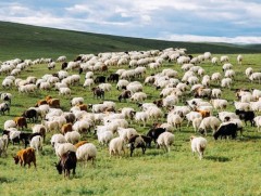 Бүгд Найрамдах Узбекистан Улсад хонь, ямаа экспортолно