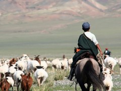 Сүүлийн 20 жилд 15-34 насны малчид хоёр дахин цөөрчээ