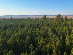 Б.Жамсран: Тужийн нарс бол Сэлэнгэ аймгийн төдийгүй Монгол Улсын бахархал юм