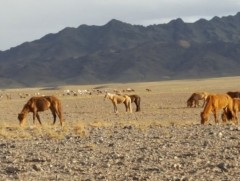 ЦУОШГ: Энэ жил 200 гаруй сум гантай байна