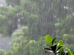 ЦУОШГ: Өнөөдөр 08:00 цагийн байдлаар бороо орж байгаа аймаг, сумдын мэдээлэл