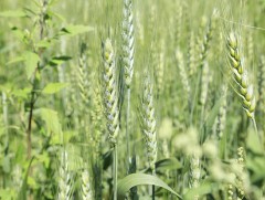 Тариалангийн бүс гантай байгаа учраас ургац алдах эрсдэлтэй байна