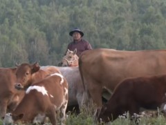 Сэлэнгэ аймгийн Хушаат сумын малчид махны чиглэлээр үхэр өсгөж байна