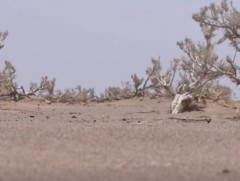 Монгол орны нийт газар нутгийн 25 орчим хувь нь нэн хүчтэй болон хүчтэй цөлжилтөд өртсөн