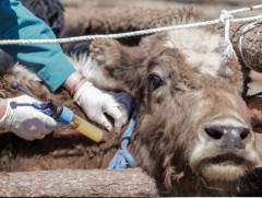 ДМАЭМБ: Мялзан өвчний голомттой бүсийг тодорхойлж, бүх мал сүргийг хамруулахыг зөвлөлөө