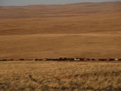 Бэлчээрийн ургамлын ургалт нийт нутгийн 55 хувьд хэвийн байна