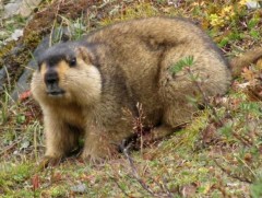 Тарваган тахал өвчнөөс урьдчилан сэргийлэх хяналт шалгалт үргэлжилж байна