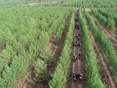 БНСУ-ын төр, хувийн хэвшлийн байгууллагууд хамтран Тужийн нарсанд жил бүр 12 га талбайг ойжуулна