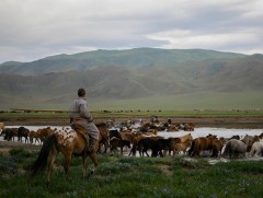 Ойрын өдрүүдэд говь, тал, хээрийн нутгаар салхи, шуургатай байхыг анхааруулж байна