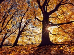 ЦАГ АГААР: Улаанбаатарт өдөртөө 21 хэм дулаан