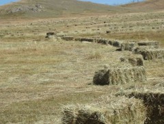 Төв аймаг хадлангаа зүүн гурван аймгаас бэлтгэж байна 