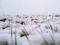 Арав хоногийн цаг агаарын урьдчилсан төлөв