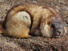 Тарваганы түүхий эд эрхтэн идэхгүй байхыг зөвлөж байна 