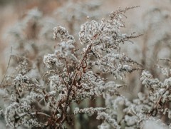 Есдүгээр сарын 2-3-нд шилжих шөнө Монгол-Алтайн уулархаг нутгаар нойтон цас орно 