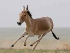 Хулан жилд 70.000 км2 нутгийг хамран нүүдэллэдэг