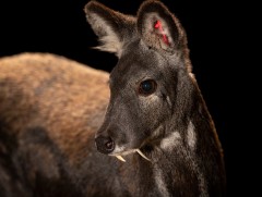 Нэн ховордсон Баданга хүдэр 