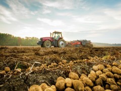 Улсын хэмжээнд төмс хүнсний ногооны хураалт 25 хувьтай үргэлжилж байна